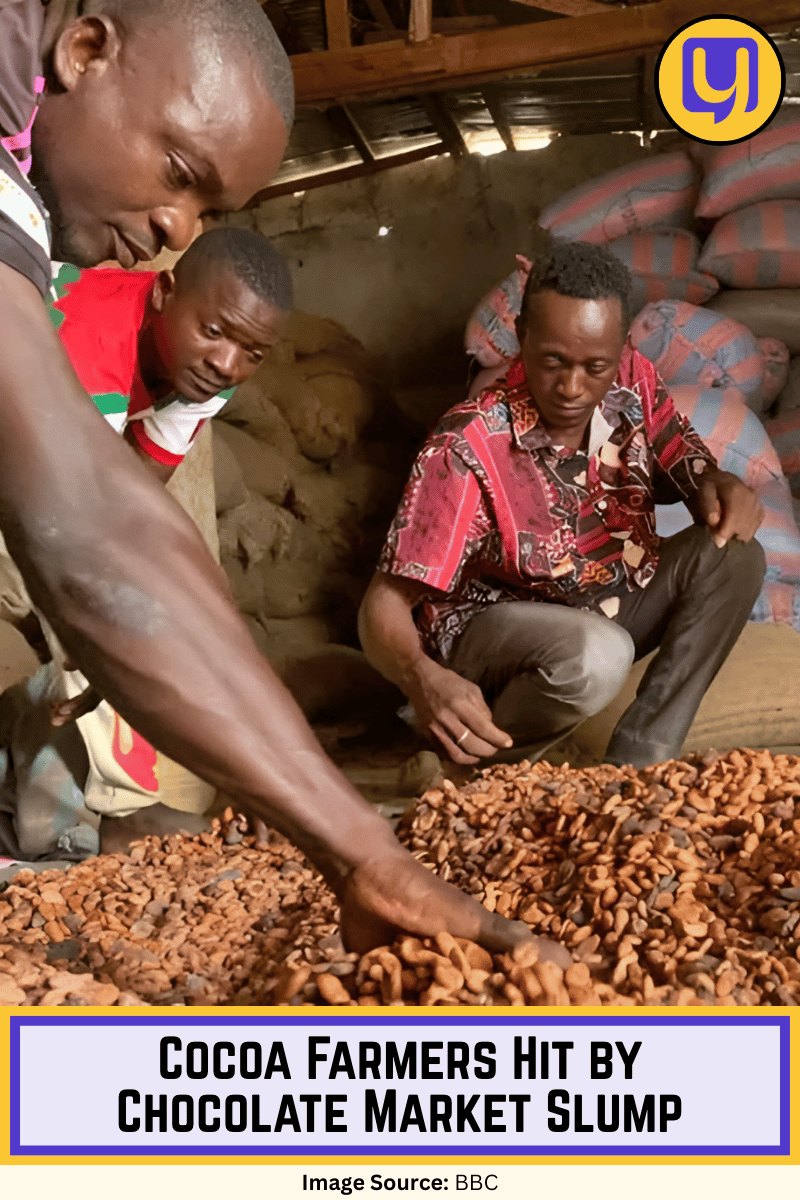 Cocoa Farmers Hit by Chocolate Market Slump